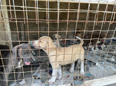 Pitbull Mixed Puppies