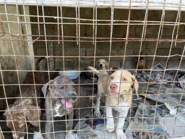 Pitbull Mixed Puppies