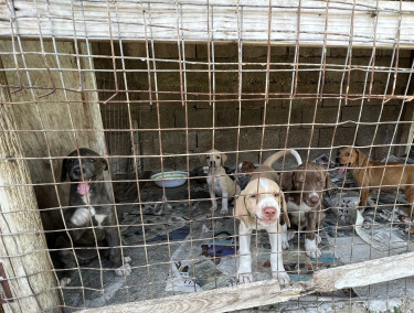 Pitbull Mixed Puppies