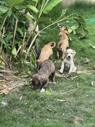 Pitbull Mixed Puppies