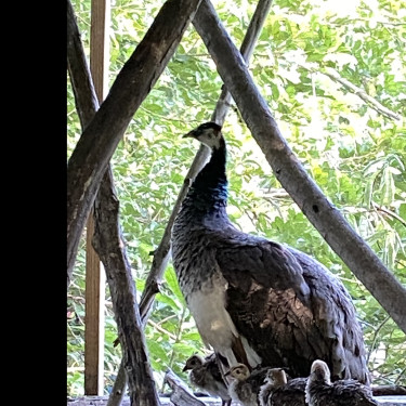 Peacock & Peahen