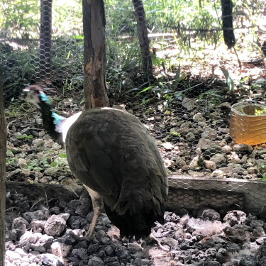 Peacock & Peahen