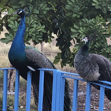 Peacock & Peahen