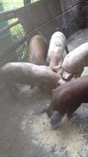 5 Month Old Pigs