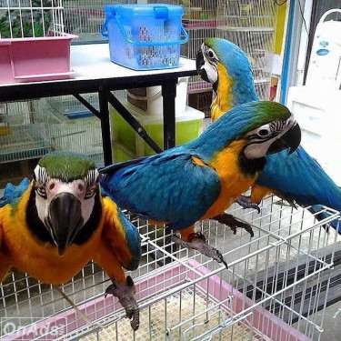 Pair Of Talking Blue And Gold Macaw Free To Good H