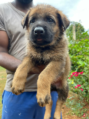 Registered Czech German Shepherd Puppy