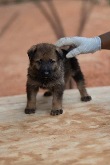 Registered Czech German Shepherd Puppy