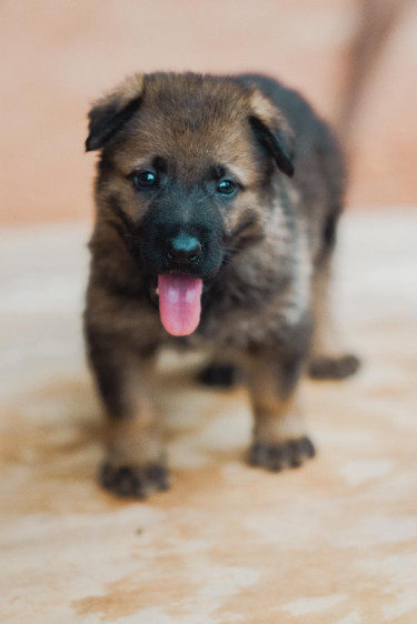 Registered Czech German Shepherd Puppy