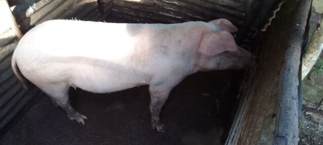 A Large White Mother  Pig