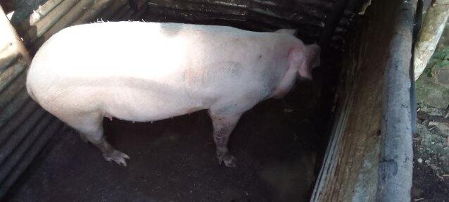 A Large White Mother  Pig