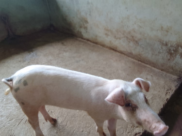 Mature Female Pig FOR SALE