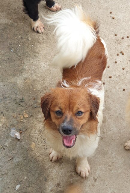 Mature Shih/pom Mix Dogs