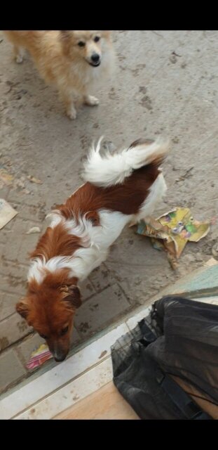 Mature Shih/pom Mix Dogs