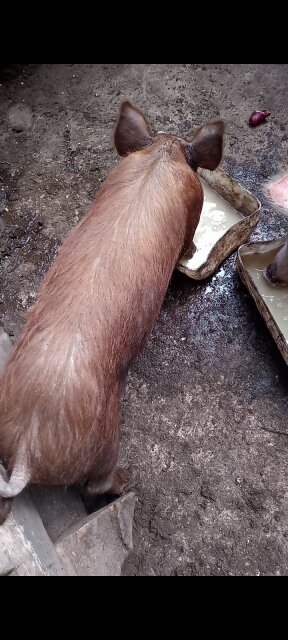 Two Pigs For Sale (male N Female)