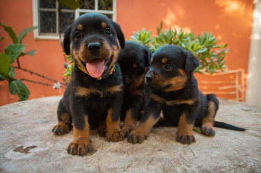 Registered Rottweiler Pups 