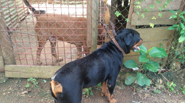 Male Rottweiler 