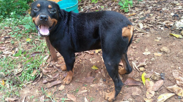 Male Rottweiler 