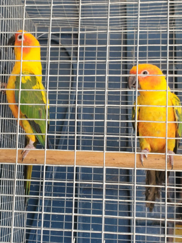 Sun Conure Parrots Pair