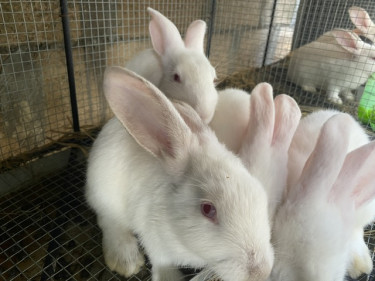 New Zealand White/Californian Rabbits 