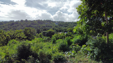 Land For Sale In St. Ann
