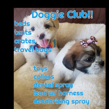 Adorable Shih-Tzu Poodle Pups 