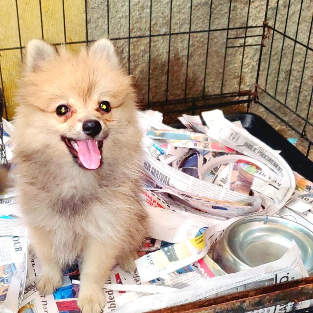 Female Pomeranian Puppy Available