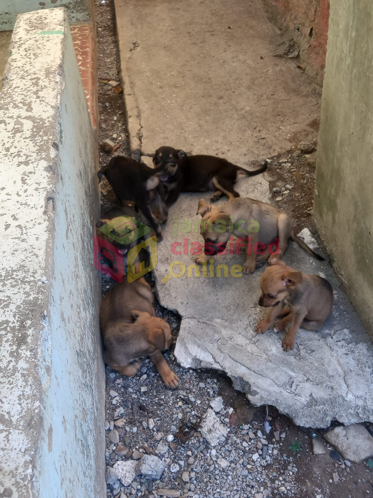 For Sale: German Shepherd X Mongrel (puppies) - Half Way Tree