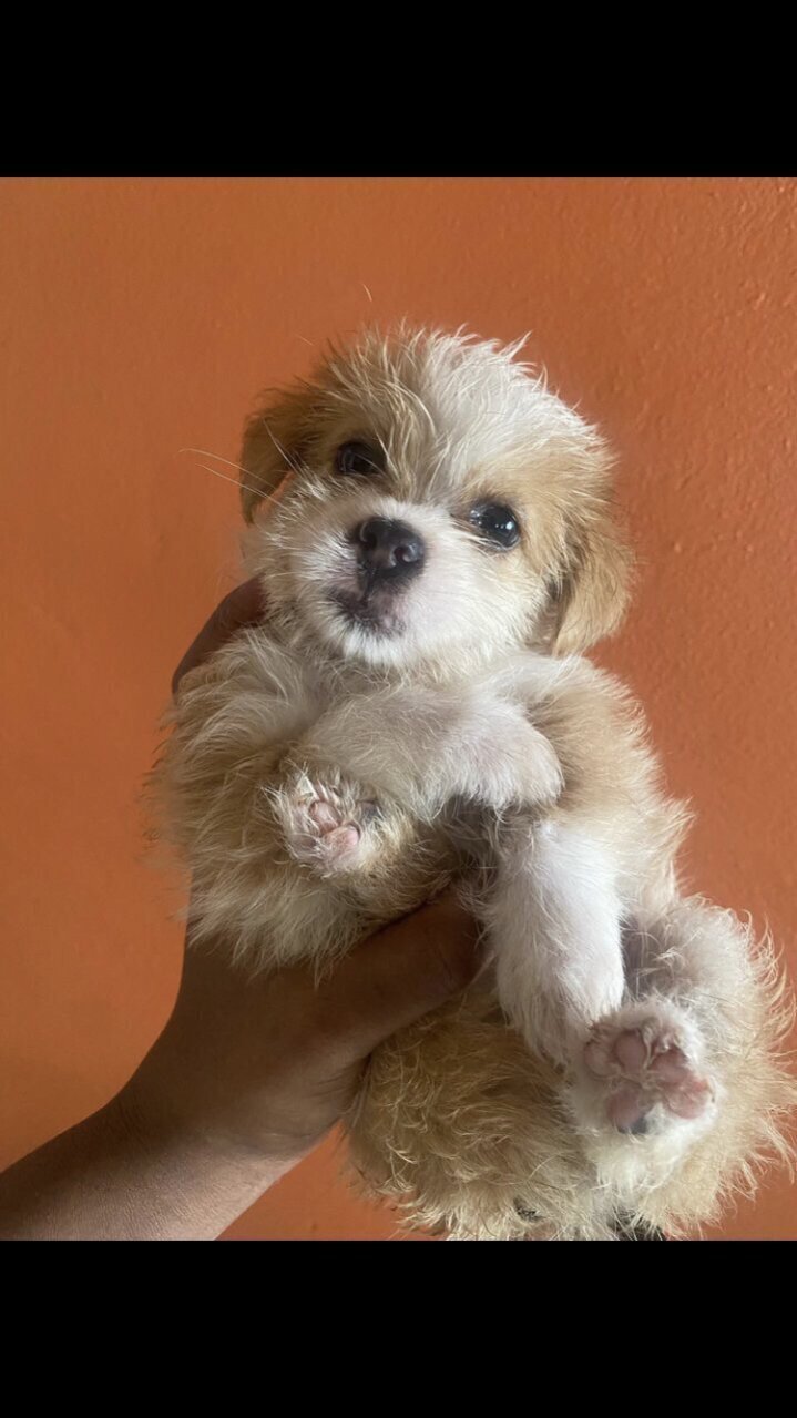 Shih Tzu X Poodle Puppy And Supplies For Sale