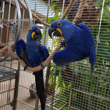 African Blue Macow Pair For Sale