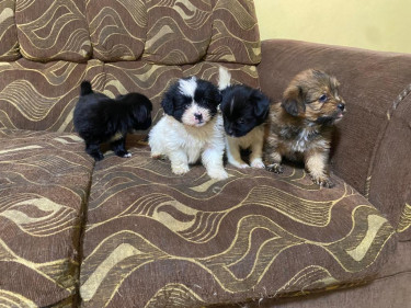 Shih Tzu/pam .... Pups For Sale. All Vacs Too