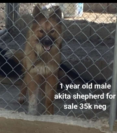 1 Year Old Male Akita Shepherd