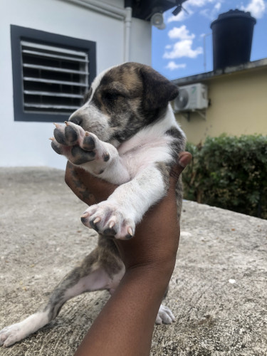  PITBULL BULLY PUPPY FOR SALE