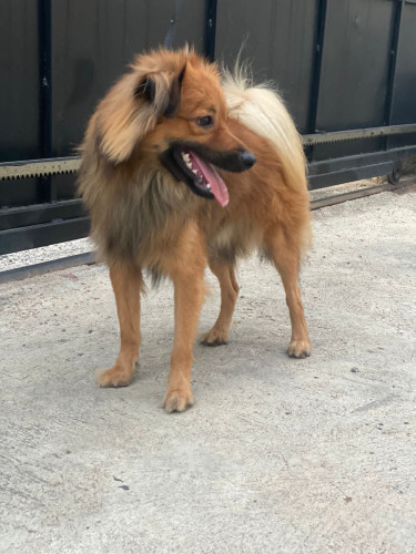 Pomeranian-Shih Tzu Mix Male 1Yr Old + Accessories