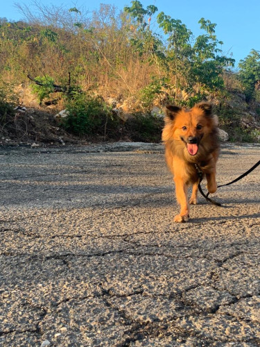 Pomeranian-Shih Tzu Mix Male 1Yr Old + Accessories