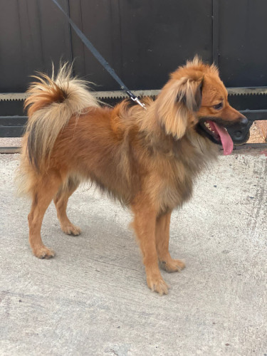 Pomeranian-Shih Tzu Mix Male 1Yr Old + Accessories