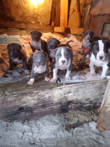 Bully Puppies 