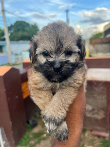 Male Shih Tzu Pomeranian Pups