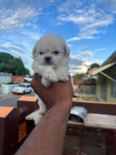 Male Shih Tzu Pomeranian Pups