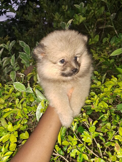 Full Breed Pomeranian