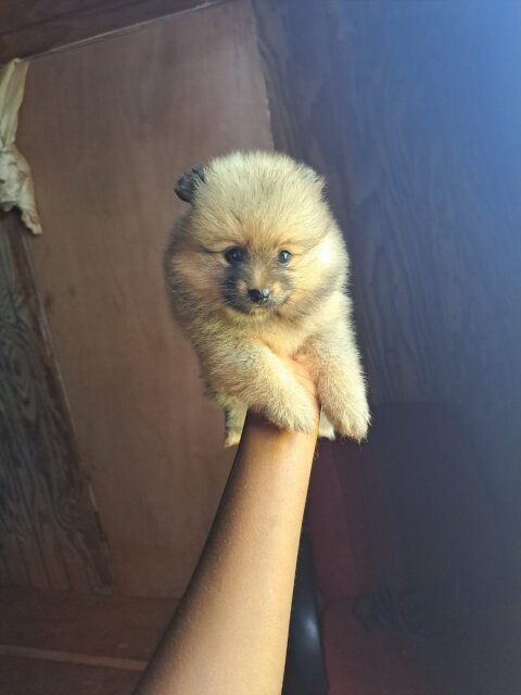 Full Breed Pomeranian