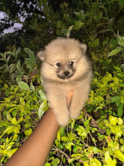 Full Breed Pomeranian