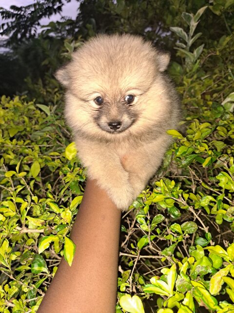 Full Breed Pomeranian