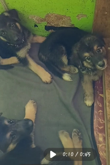 German Shepherd/ Akita Puppies For Sale.