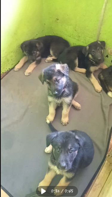 German Shepherd/ Akita Puppies For Sale.