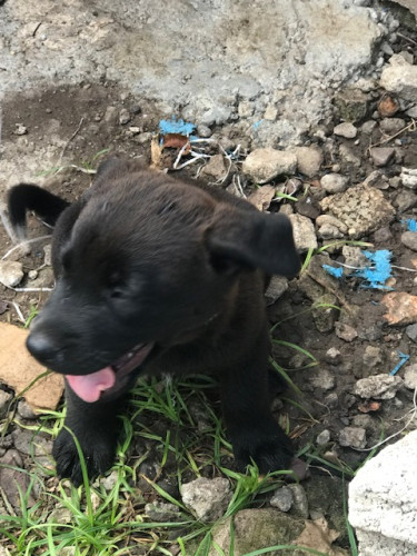 Malinois X Rotti Pups For Sale