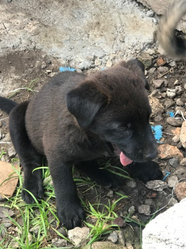 Malinois X Rotti Pups For Sale