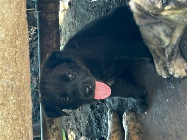 Malinois X Rotti Pups For Sale