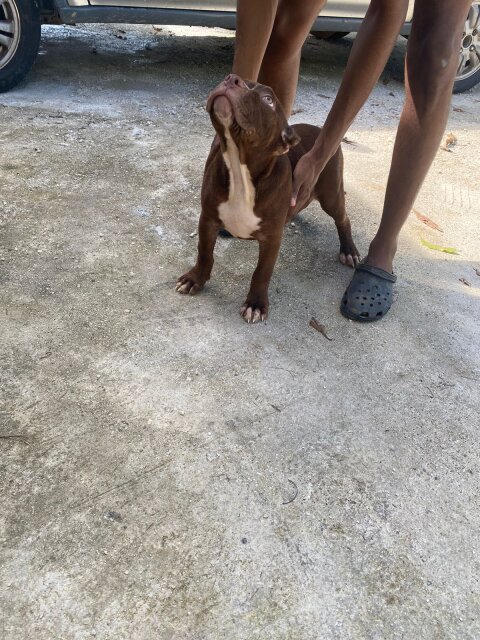 Two Female Pitbull Puppies Need A New Home