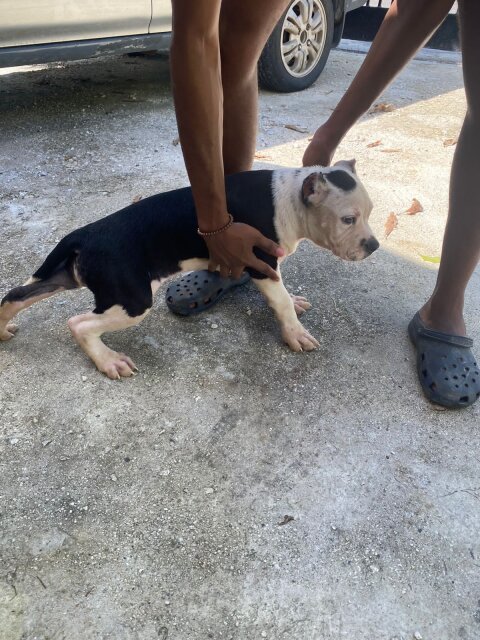 Two Female Pitbull Puppies Need A New Home