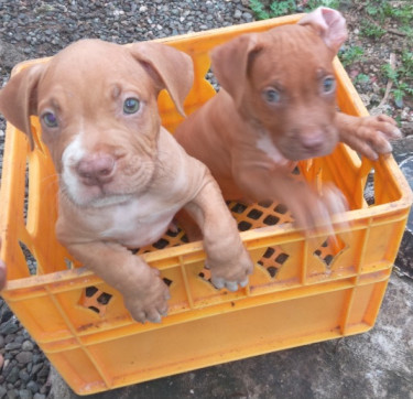 (Bully Pups)9weeks Old